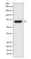 GRASP65 Antibody