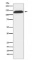 DNA Ligase I Antibody
