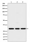 Histone H1.2 Antibody