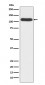 OGT Antibody