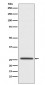 Claudin 11 Antibody