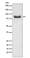 APPL Antibody