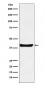p40 Antibody