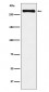 USP9x Antibody