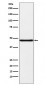 NPHS2 Antibody