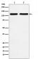 Nesprin 1 Antibody