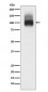 Band 3 / CD233 Antibody