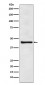 eIF4A3 Antibody