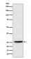 PGDH Antibody