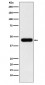 eIF4A1 Antibody