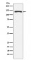NEDD4 Antibody