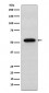 Syntrophin alpha 1 Antibody