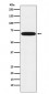 CYP1B1 Antibody