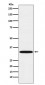 TREX1 Antibody