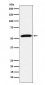 Emi1 Antibody