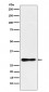 DDAH2 Antibody