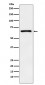 Parathyroid Hormone Receptor 1 Antibody