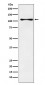 CENPC Antibody