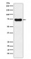 IRAK2 Antibody