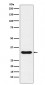 NKX3.1 Antibody