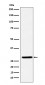 FHL2 Antibody