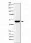 CD134 Antibody