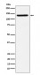 SF3B3 Antibody