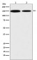 KDM4A Antibody
