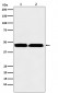 KMT1B / SUV39H2 Antibody