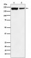 KDM5A Antibody