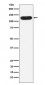 Nicastrin Antibody
