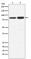 PCAF Antibody