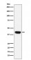 Biglycan Antibody
