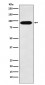 Cullin4A Antibody