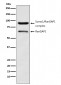 RanGAP1 Antibody