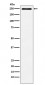 Plexin A1 Antibody