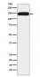 Pumilio 1 Antibody