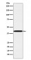 P2Y6 Antibody