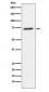 SENP1 Antibody