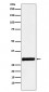 Annexin IV Antibody