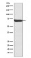 Frizzled 9 / CD349 Antibody