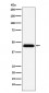 CD48 Antibody