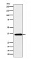 SMN1 Antibody