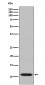 HSP10 Antibody
