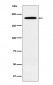 Gli3 Antibody