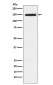 Xanthine Oxidase Antibody
