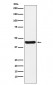 NUDEL Antibody