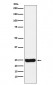 Cathepsin S Antibody