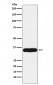 Tropomyosin 1 Antibody
