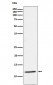 DAP12 Antibody